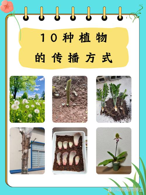 传播方式少如何表达-图3