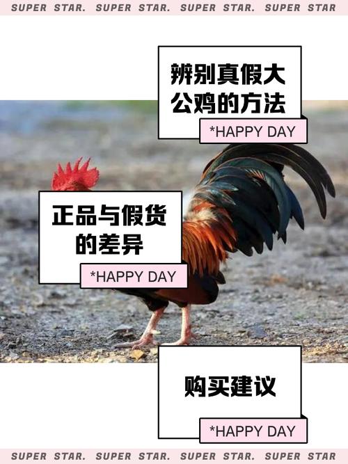 超市里如何一眼看出公鸡母鸡？-图1